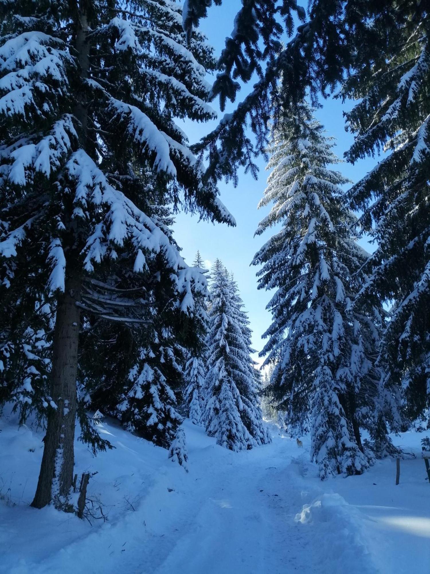 M&K Chalets Žabljak Exteriér fotografie